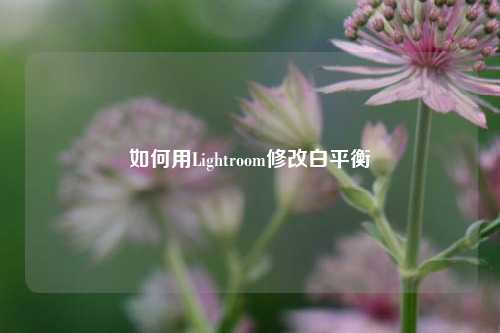 如何用Lightroom修改白平衡