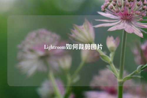 Lightroom如何裁剪图片