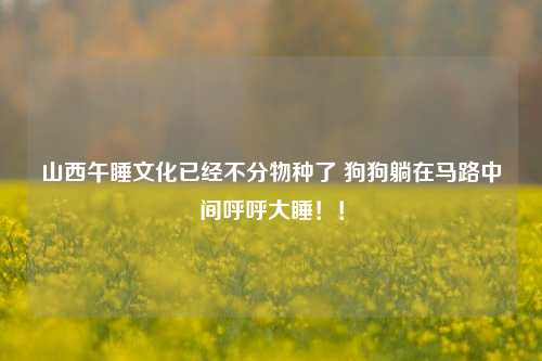 山西午睡文化已经不分物种了 狗狗躺在马路中间呼呼大睡！！