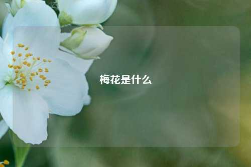 梅花是什么