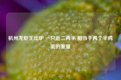 杭州龙虾王出炉 一只近二两半 相当于两个半鸡蛋的重量